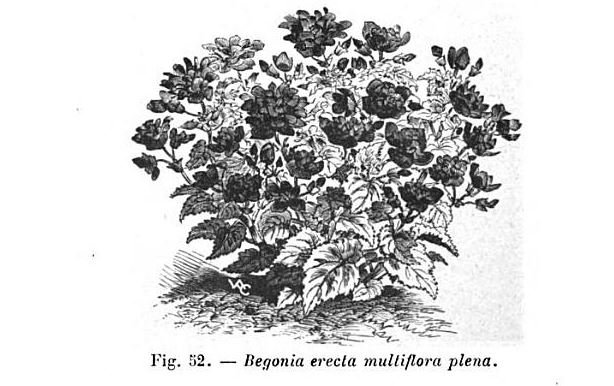 B. ‘Tuberous Hybrida Multiflora Nana Flora Plena’